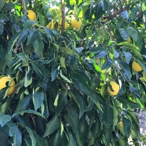 Meet your Posher, Joe